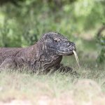 komodo dragon