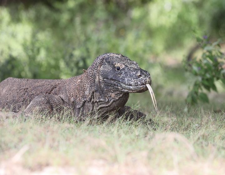 komodo dragon