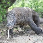 komodo dragon