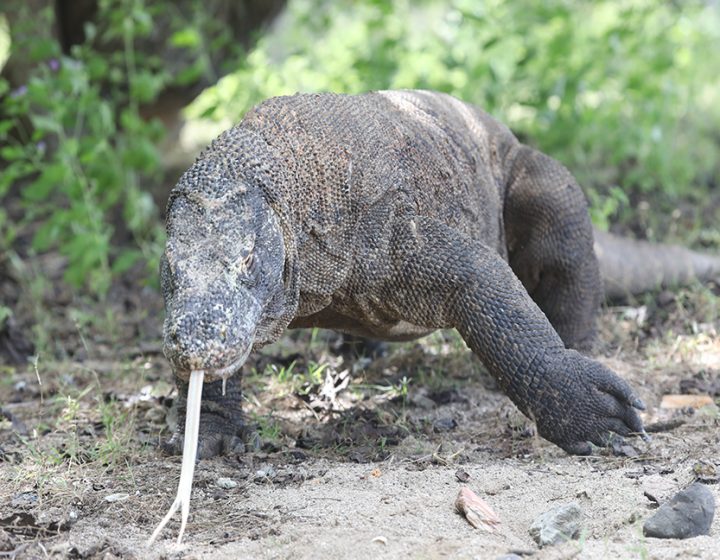 komodo dragon