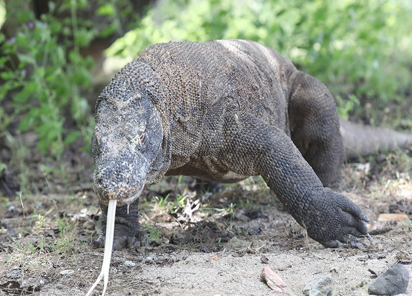 komodo dragon