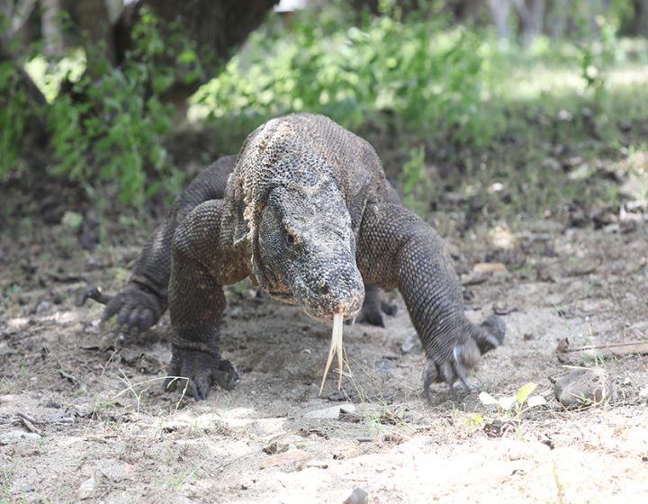 komodo dragon
