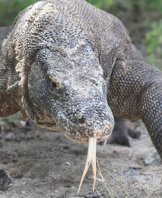 Wildlife