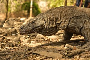 komodo dragon